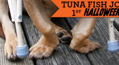 Tuna's Tiny Crutches | Dog Halloween Costume