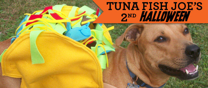 Tuna’s Taco Delight | Halloween Dog Costume